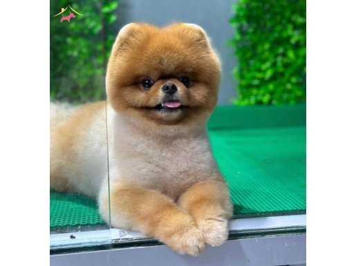 POMERANIAN ÜRETİM ÇİFTLİĞİNDEN SCRLİ