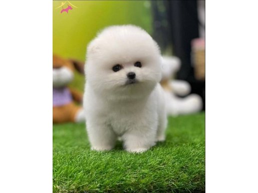 POMERANİAN BOO SAĞLIK GARANTİLİ