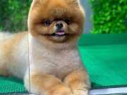 POMERANIAN ÜRETİM ÇİFTLİĞİNDEN SCRLİ