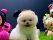 SCRLİ FCİ  BOO