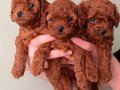 Toy Poodle Yavruları