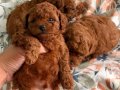 Toy Poodle Yavruları