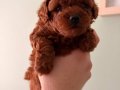 Toy Poodle Yavruları