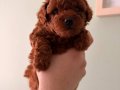 Toy Poodle Yavruları