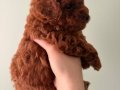 Toy Poodle Yavruları