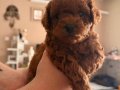 Toy Poodle Yavruları
