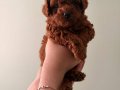 Toy Poodle Yavruları