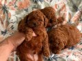 Toy Poodle Yavruları