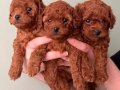Toy Poodle Yavruları