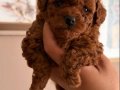 Toy Poodle Yavruları