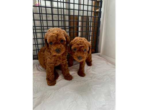 EVDEN RED BROWN TOY POODLE BEBEKLER