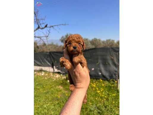 Mini Toy Poodle Bebekler Evden