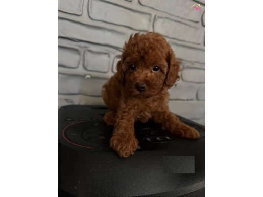 SECERE BELGELİ TOY POODLE BEBEKLER