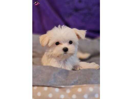 Mini Secereli Anne ve Bababdan Maltipoo