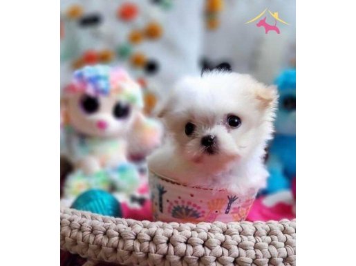 Secere Belgeli Orjinal Maltese