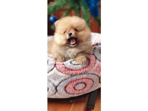 Secere Belgeli Pomeranian BOO