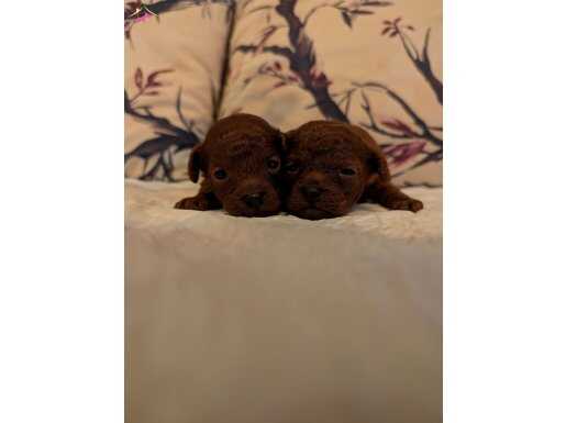 Daha Koyusu Yok Dark Brown Kore Teacup