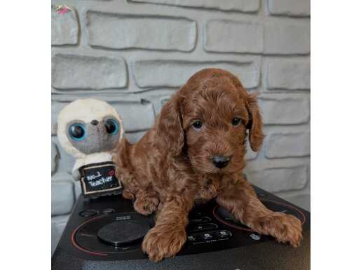 Red Brown Maltipoo  Emsalsiz