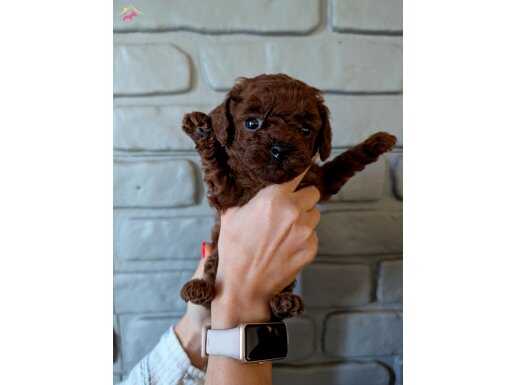 Dark Kore Mini TeaCup Yavrular