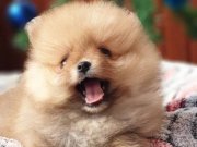 Secere Belgeli Pomeranian BOO