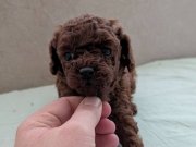 Süper Mini Maltipoo Poodle suratlı