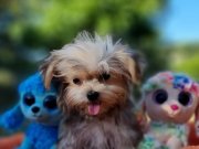 TeaCup Morkie Yavrular 