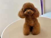 Yetişkin TeaCup Poodle Dişi 