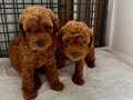 EVDEN RED BROWN TOY POODLE BEBEKLER