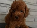 SECERE BELGELİ TOY POODLE BEBEKLER