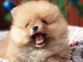 Secere Belgeli Pomeranian BOO