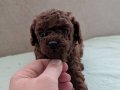 Süper Mini Maltipoo Poodle suratlı