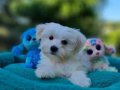 TeaCup Morkie Yavrular 