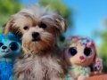 TeaCup Morkie Yavrular 