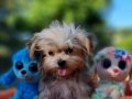 TeaCup Morkie Yavrular 