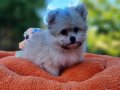 TeaCup Morkie Yavrular 