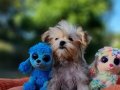TeaCup Morkie Yavrular 