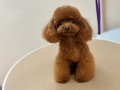 Yetişkin TeaCup Poodle Dişi 