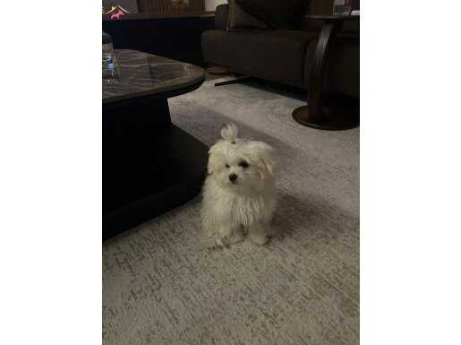 Tea cup maltese 