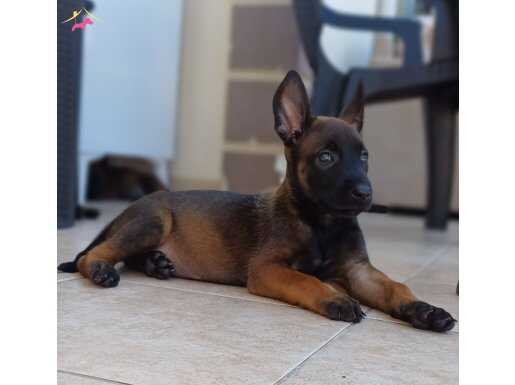 SAF KAN ÜST DÜZEY KAN HATTINA SAHIP MALINOIS YAVRULAR