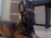 SAF KAN ÜST DÜZEY KAN HATTINA SAHIP MALINOIS YAVRULAR