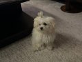 Tea cup maltese 