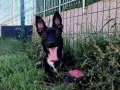 UST DUZEY MALINOIS