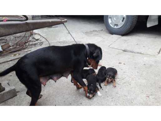 3 ADET ERKEK TAVŞANCI KÖPEK YAVRUSU SAHİPLENDİRİLİR