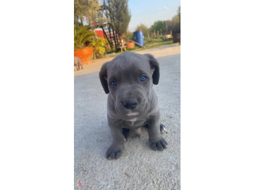 Mersin’de Cane corsa Son Yavrular