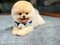 Teddyface Pomeranian Boo 