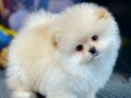 Ailenizin Yeni Üyesi Oyuncu Pomeranian Yavrularımız