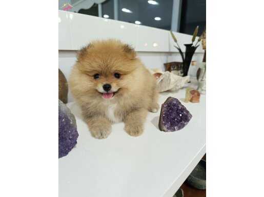 Nadir renkli safkan pomeranian boo