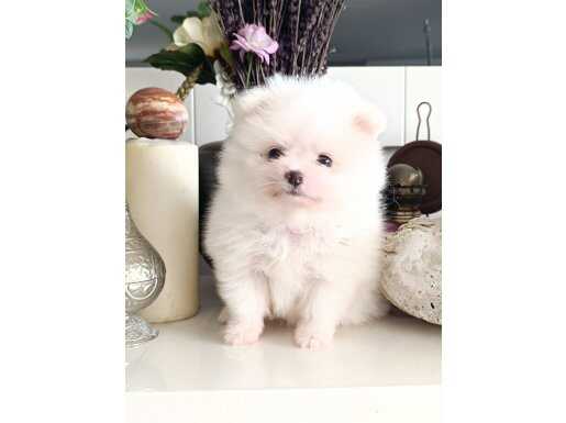 Pomeranian boo teacup yavrumuz sizi bekliyor 