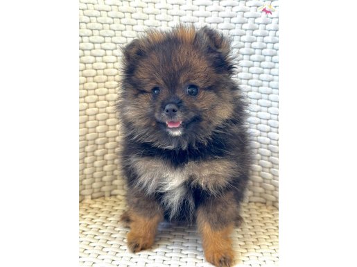 ÇOK ÖZEL pomeranian Booo 