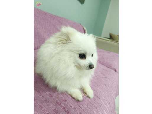 Minik bir aşk ve mutluluk yumağı sizi bekliyor!